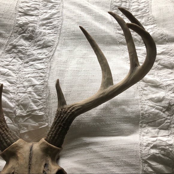 Antler Wall Decor - Picture 3 of 6